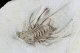 Rare, Spiny Ceratonurus Trilobite - Oklahoma #94671-2